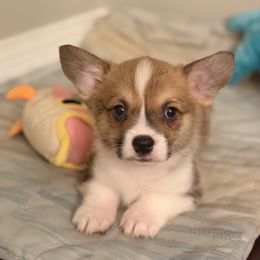 George - Red female Pembroke Welsh Corgi puppy in Snellville, Georgia from Laur's Classic Corgis