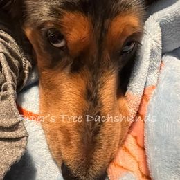 Jax - Dachshund
