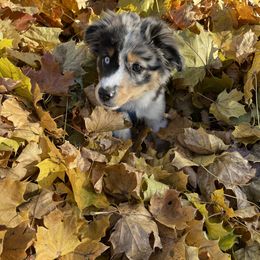 Miniature Australian Shepherd and Toy Australian Shepherd Puppies from Pawesome Lil Aussies