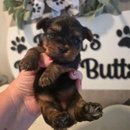 Q - Black and gold female Yorkshire Terrier puppy in Clermont, Florida from Bella's Prissy Butts