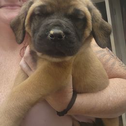 Delilah - Apricot female Mastiff puppy in Moneta, Virginia from Jeana's Rottweilers & English Mastiffs