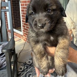 Girl 3 (Bubbles) - Reddish brown female Leonberger puppy in Manchester, Tennessee from Bois D’Arc Leonbergers