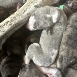Whippet Puppies from Sara's Whippets