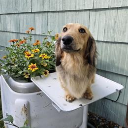 Rocky - Dachshund