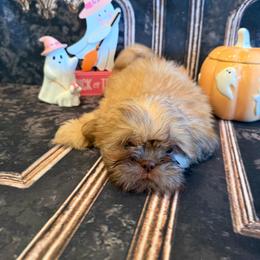 Freddie - Red male Shih Tzu puppy in Success, Missouri from Sweet Success