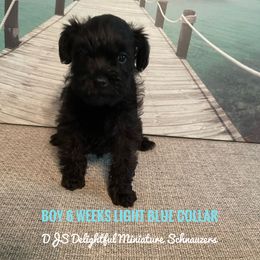 Boy 4 - Black Miniature Schnauzer puppy in New Bern, North Carolina from DJS Delightful Miniature Schnauzers
