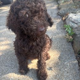Chestnut Green - Chocolate male Goldendoodle puppy in Arlington, Texas from Chambers Doodle Patch