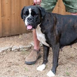 Boxers from Southwest Mountain Boxers