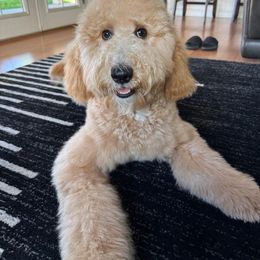Aussiedoodle, Goldendoodle, and Labradoodle Puppies from Loving Doodle