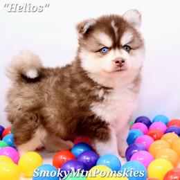 Helios SALE 3800 - Chocolate male Pomsky puppy in Christiana, Tennessee from Smoky Mountain Pomskies