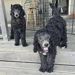 Poodles from Trudy's Poodles