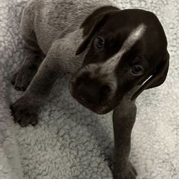 German Shorthaired Pointers from Powells Pointers