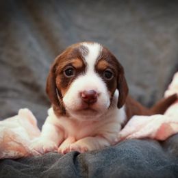 Dachshund and German Shepherd Puppies from Mountain Valley Kennel