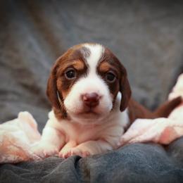 Dachshund and German Shepherd Puppies from Mountain Valley Kennel