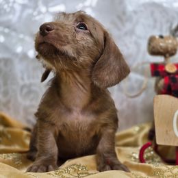 Chestnut - Wild boar and cream male Dachshund puppy in Lebanon, Ohio from Golden Acres Dachshunds