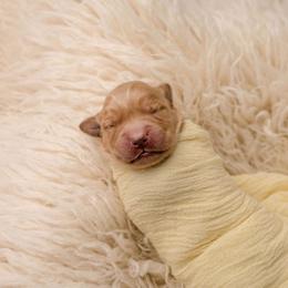 Abe - Dark golden male Golden Retriever puppy in Buhl, Idaho from Atkinson's Goldens