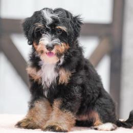 Carter - Tri-color male Bernedoodle puppy in Dundee, Ohio from Down Home Doodle
