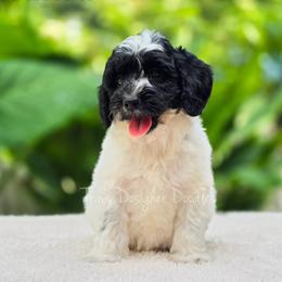 Cassini - Black and white female Aussiedoodle puppy in Centreville, Mississippi from Trin's Designer Doodles