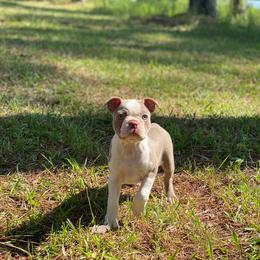 Boston Terrier Puppies from Lola’s House of Bostons & Rescue