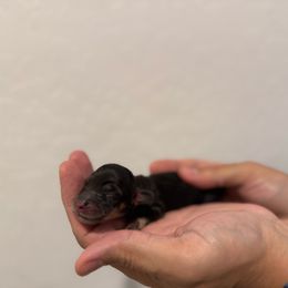 Nova - Black and cream female Dachshund puppy in Goodyear, Arizona from D&C Royal Dachshunds LLC