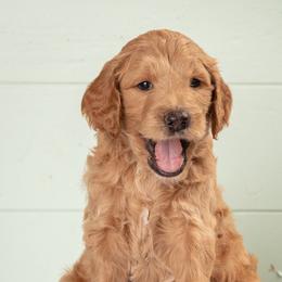 Goldendoodle and Poodle Puppies from Mustanghills Doodles and Poodles