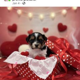 Biewer Terrier puppies from Brooks Beauties