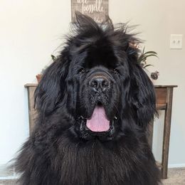 Newfoundland All Grown Up from Faithful Acres Newfs