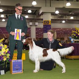 Irish Red and White Setter puppies from Waidman IRWS