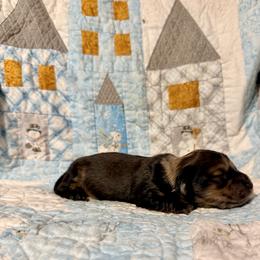Bean - Red male Dachshund puppy in Nampa, Idaho from 208 Wiener Wiggle Butts LLC