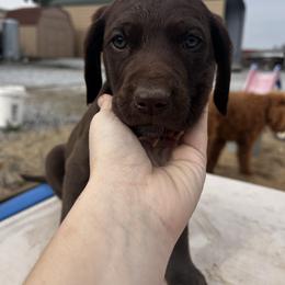 Orange Boy - Chocolate male Assorted Doodle Crosses puppy in Escalon, California from Dutch Doodles