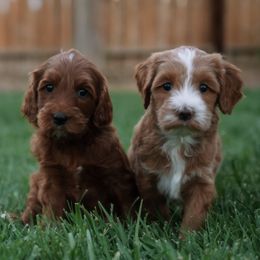 Goldendoodles from Bridges Goldendoodles