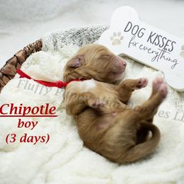 Chipotle (red collar) boy - Red  male Goldendoodle puppy in Corona, California from Fluffy Puppy Mini Doodles LLC