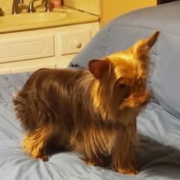 Yorkshire Terrier Puppies from Scott And Tammy's Lil Yorkies