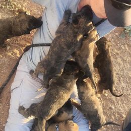 Boy 1 - Black brindle Dutch Shepherd puppy in Sierra Vista, Arizona from KnightWatch K-9
