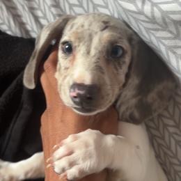 Giselle - Piebald female Dachshund puppy in Watertown, Massachusetts from Jae’s Puppy House