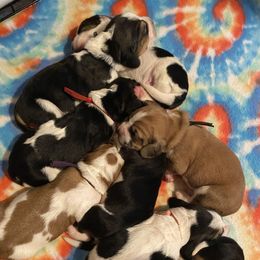 Basset Hound Puppies from Blessed Bassets
