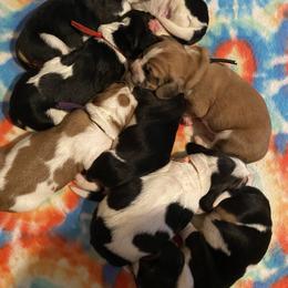Basset Hound Puppies from Blessed Bassets