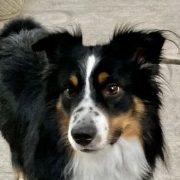 Martin - Miniature American Shepherd
