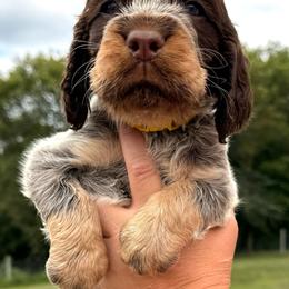 Cobra - Tri-Roan male English Springer Spaniel puppy in Bay City, Wisconsin from Springer Hills Farm