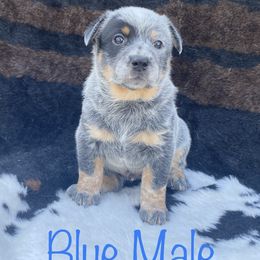 Australian Cattle Dog Puppies from CL Australian Cattle Dogs