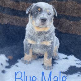 Australian Cattle Dog Puppies from CL Australian Cattle Dogs