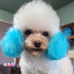 Boomhauer - Poodle