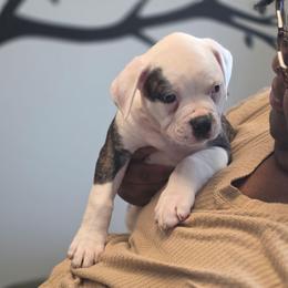 Boomer - White and brindle male American Bulldog puppy in La Porte, Indiana from Slayton's American Bulldogs