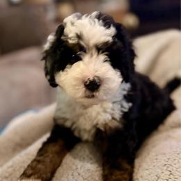 Gray boy - Tri-color male Bernedoodle puppy in Lake, Michigan from 3 King Doodles & Poodles