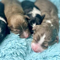Aussiedoodle, Bordoodle, Chesapeake Bay Retriever, and English Cocker Spaniel Puppies from BFP Plantation