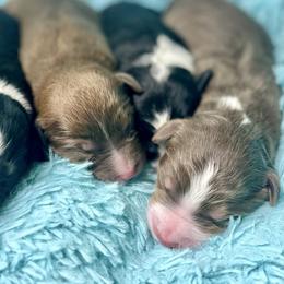 Aussiedoodle, Bordoodle, Chesapeake Bay Retriever, and English Cocker Spaniel Puppies from BFP Plantation