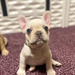 French Bulldog Puppies from Bailey French Bulldogs