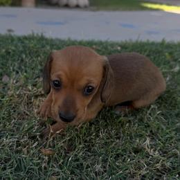 Girl 1 - Red female Dachshund puppy in Buckeye, Arizona from Ryder's Roundup