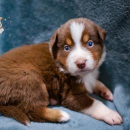 Grits - Red tri-color male Australian Shepherd puppy in Hearne, Texas from Wigglebutts Unlimited