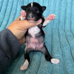 Stitch - Black and white male Chinese Crested puppy in Aberdeen, Idaho from Willow Creek Cresteds